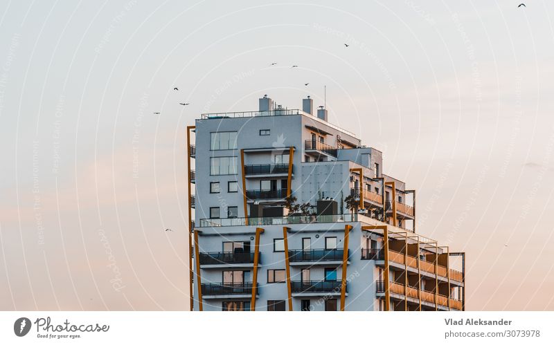 Sunset with birds Environment Nature Landscape Sky Cloudless sky Sunrise Summer Beautiful weather Warmth Pot plant Small Town Skyline Building Architecture