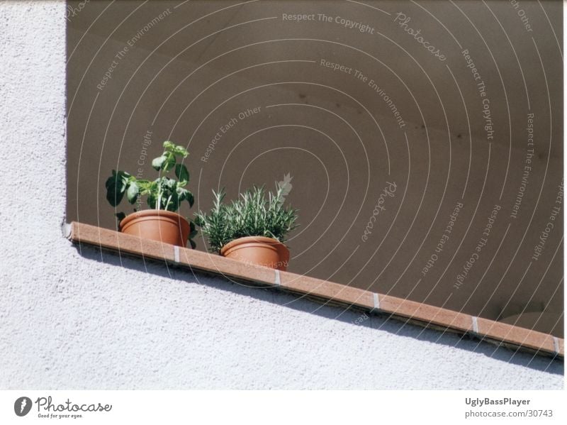 plants Pot Plant Balcony Wall (barrier) Harmonious Living or residing Column