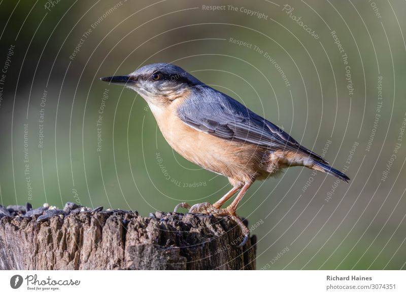 nuthatch Animal Wild animal Bird Balloon Feeding Happiness Natural Frustration Colour photo Detail Bird's-eye view Animal portrait