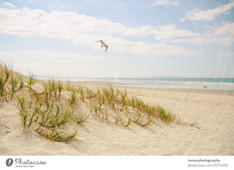 Sandy beach with dune and seagull in sunshine New Zealand Beach Beach dune Seagull Beach vacation bathing weather Ocean Summer vacation Vacation & Travel