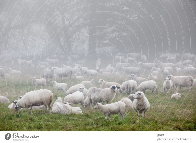 Määh Environment Nature Landscape Animal Spring Fog Meadow Pasture Farm animal Sheep Flock Group of animals Herd Cold Green White Wool Lamb Shepherd