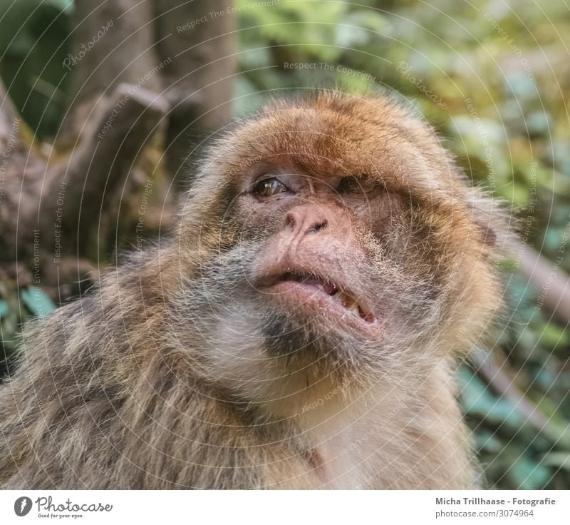 grumpy looking monkey Nature Animal Sunlight Beautiful weather Tree Leaf Forest Wild animal Animal face Pelt Monkeys Barbary ape Head Eyes Nose Muzzle 1 Observe