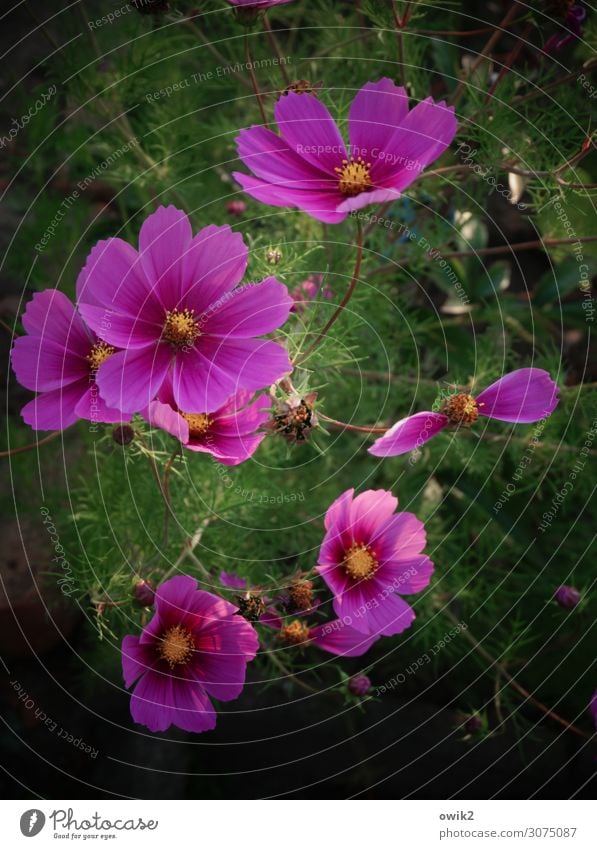 cup jewellery Environment Nature Landscape Plant Summer Beautiful weather Flower Bushes Blossom Blossom leave Cosmos Garden Meadow Flower meadow Blossoming