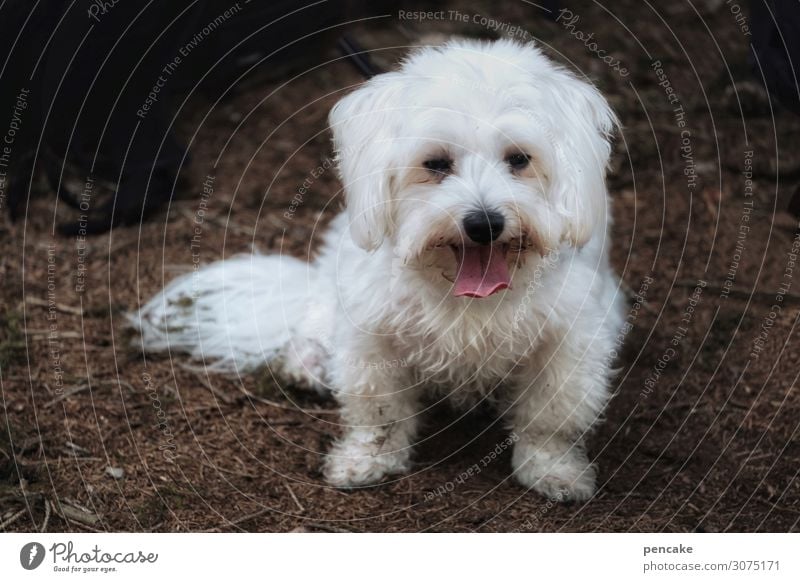 felix Nature Forest Animal Pet Dog 1 Authentic Friendliness Healthy Cute White Woodground Dirty Tongue Breathe Restful Pelt Maltese Colour photo Exterior shot