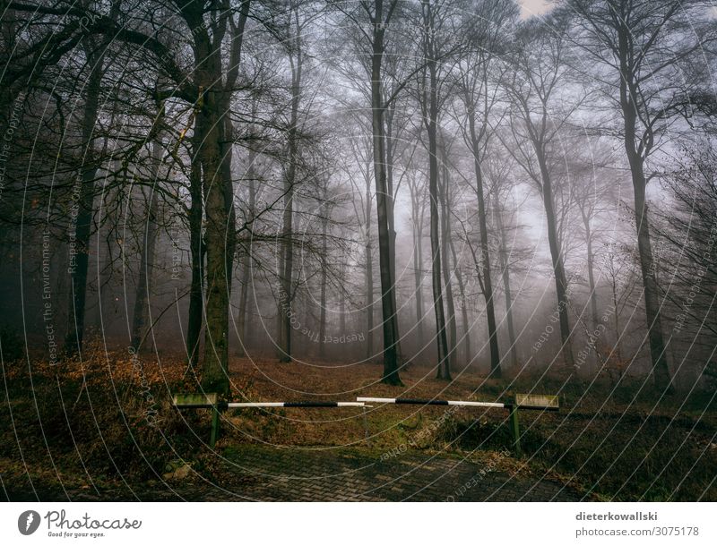 forest Environment Nature Plant Fog Tree Forest Dark Beautiful Gloomy Cold Autumn Creepy Eerie Colour photo Morning