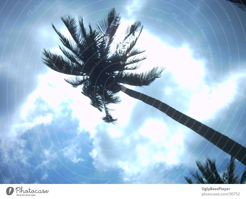 palm Palm tree Clouds Thailand Light Sun Shadow Contrast