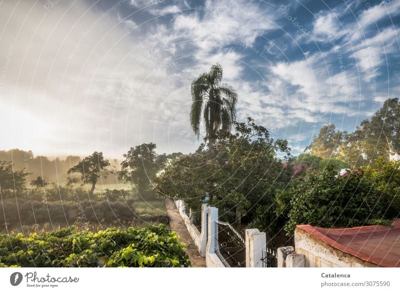 returning Nature Landscape Animal Sky Horizon Summer Beautiful weather Fog Plant Tree Palm tree Vine Magnolia tree Garden Forest Wall (barrier) Wall (building)