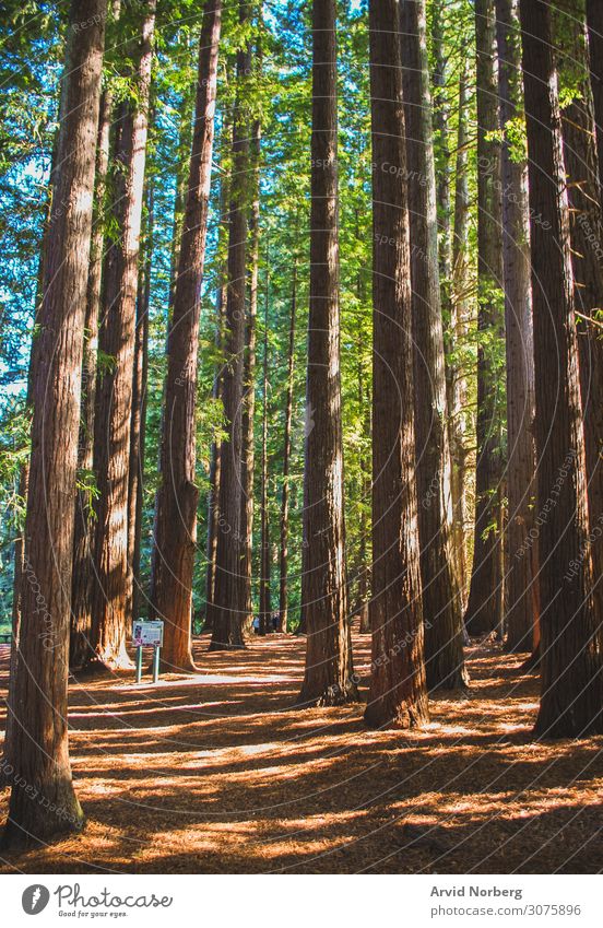 Walking through the massive redwoods casting shadows, Rotorua, New Zealand background beautiful big branch environment forest forestry fresh giant green high