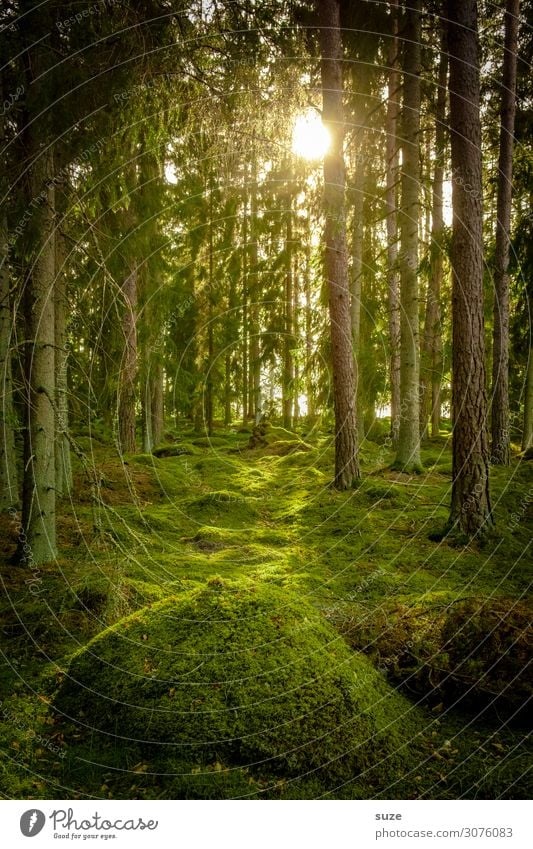 With the Hobbits Forest Swede vacation Hiking Freedom Environment Nature green Coniferous forest pines off Target Climate Healthy Human being Fairy tale