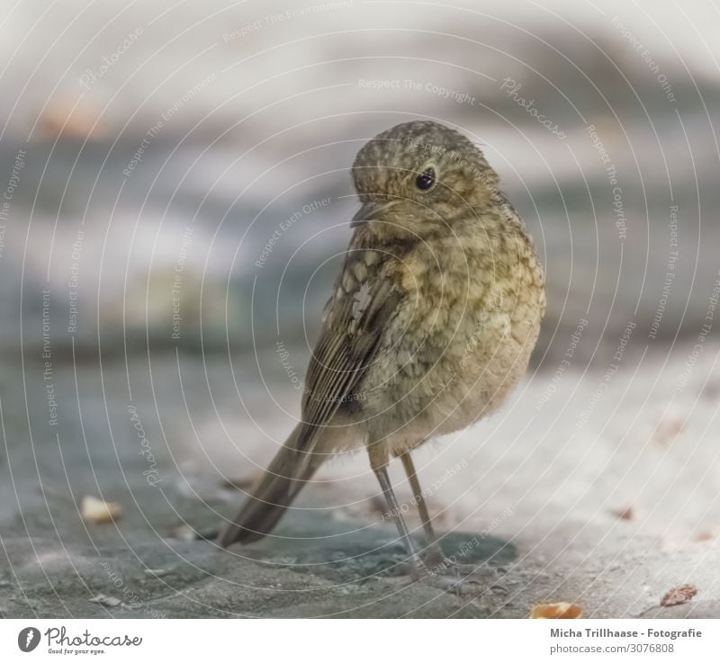 Young robin Nature Animal Sun Sunlight Beautiful weather Wild animal Bird Animal face Wing Claw Robin redbreast Head Beak Eyes Feather Plumed 1 Baby animal