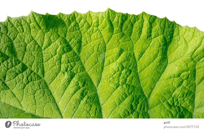 green leaf detail Flat (apartment) Nature Plant Leaf Fresh Juicy Green full-frame image semitransparent organic Natural Botany Surface Photosynthesis Leaf green