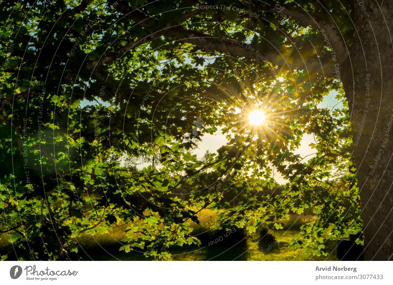 Sunlight shining through leaves autumn background beautiful beauty environment foliage forest glade green jungle landscape leaf mist morning natural nature