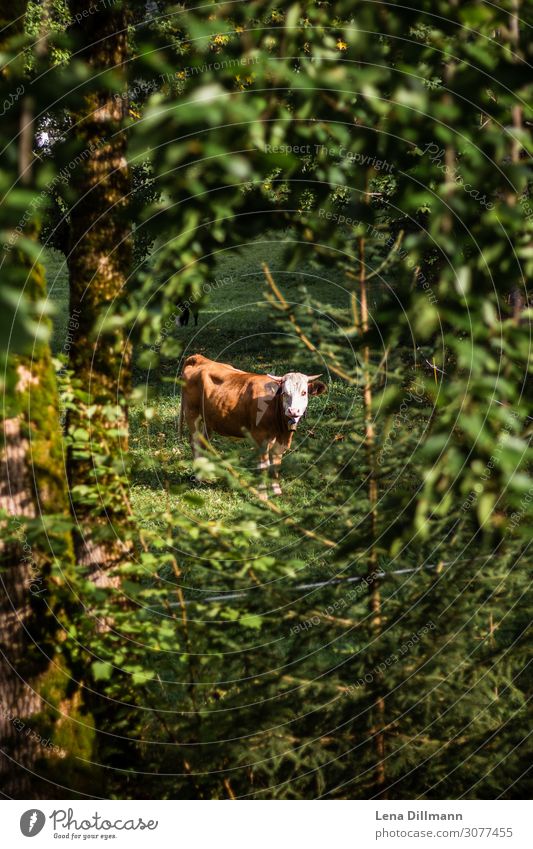 Brown cow in the forest Allgäuer Alps Cure Mountain Hiking Nature Landscape Animal Plant Tree Bushes Foliage plant Forest Farm animal Cow 1 Wild Green Serene