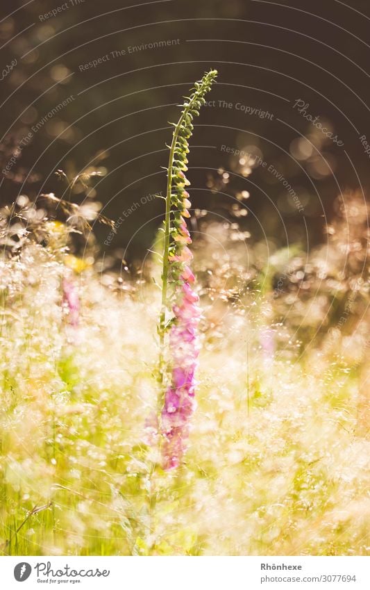 Fingerhat in shiny speckled light Nature Plant Sun Sunlight Spring Flower Grass Wild plant Meadow Fantastic Yellow Gold Moody Dream fairy light Exterior shot