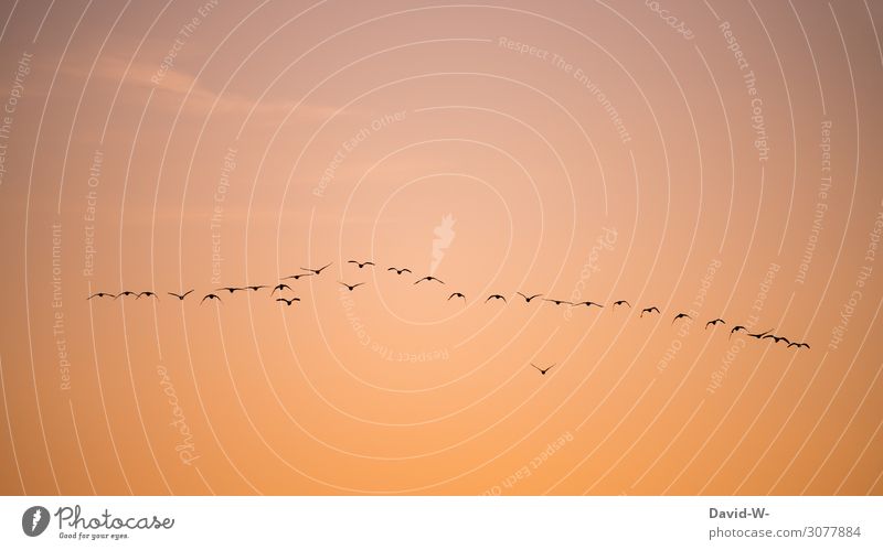 off to the south Environment Air Sky Sun Sunrise Sunset Autumn Winter Climate Climate change Weather Beautiful weather Bad weather Animal Bird Wing Flock