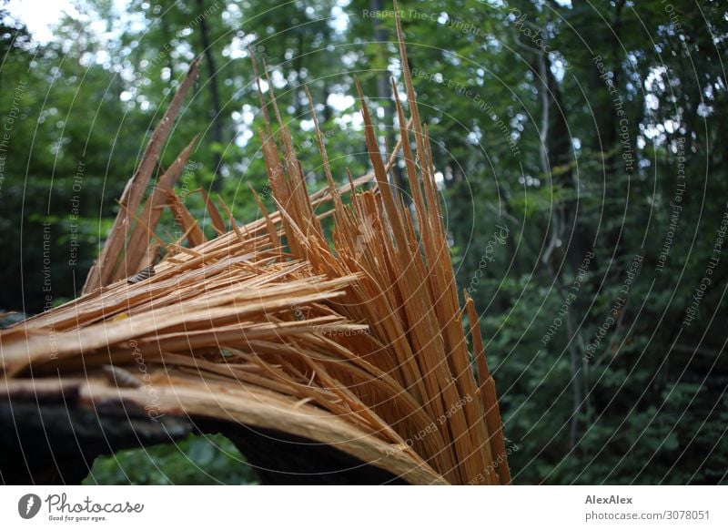 Broken and splintered tree trunk in light forest area Nature Landscape Summer Beautiful weather Plant Tree Bushes Forest Splinter Tree trunk Green Storm damage