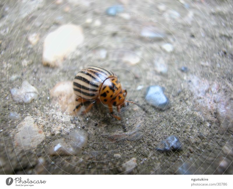 catabolic beetle Colorado beetle Insect Farm Agriculture Field Pests Harvest