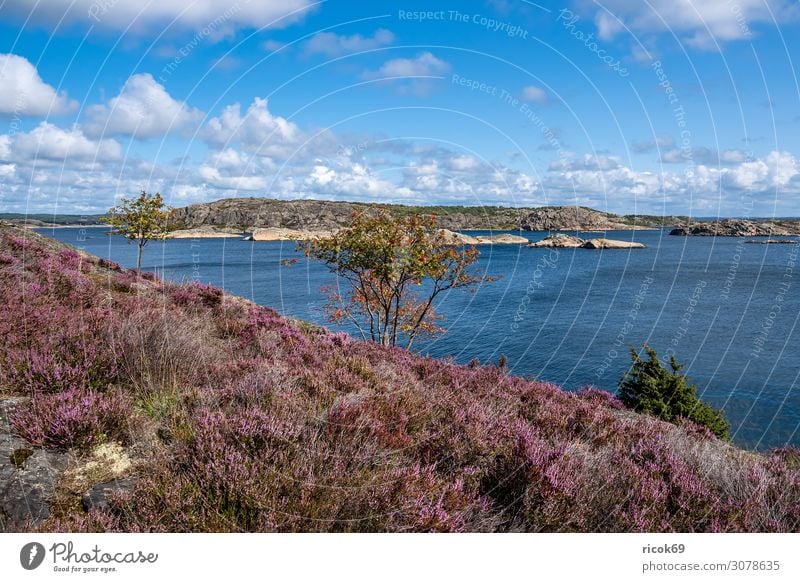 View of the island Dyrön in Sweden Relaxation Vacation & Travel Tourism Summer Ocean Island Nature Landscape Water Clouds Tree Bushes Rock Coast North Sea