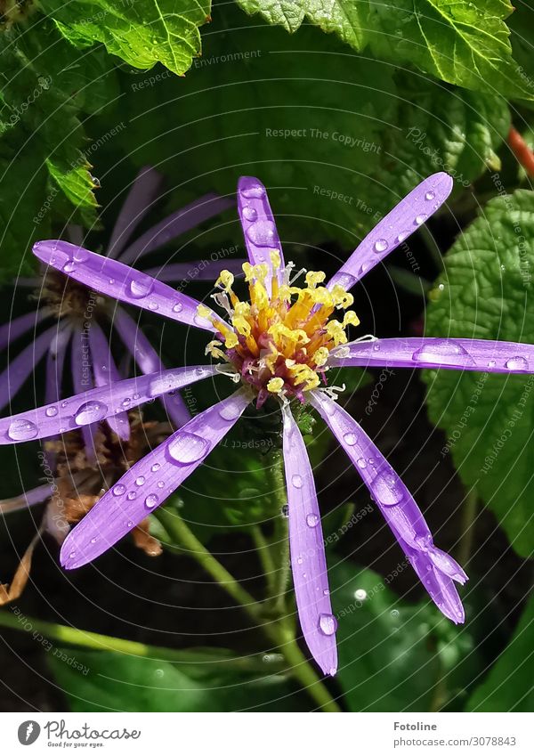 After the rain Environment Nature Plant Elements Water Drops of water Summer Flower Leaf Blossom Garden Bright Near Wet Natural Green Violet Blossoming