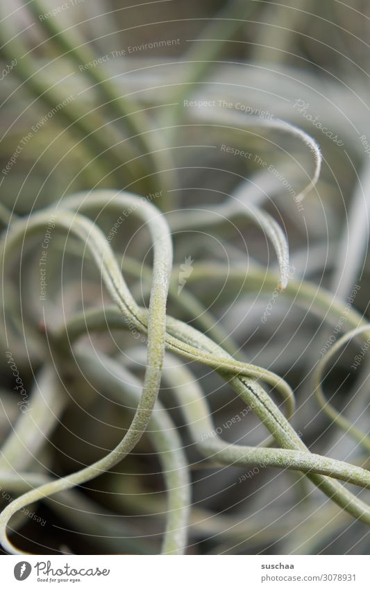 bustle (2) Botany Botanical gardens Greenhouse Plant Overgrown Growth Nature Leaf Exotic Exceptional Meandering Accumulation Undulation bean-like