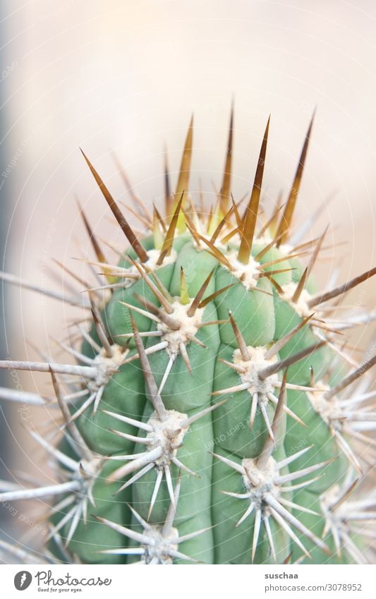 pointed and prickly Cactus Thorny Point Cynical Dangerous Caution peril Botany Botanical gardens Plant Nature Detail Greenhouse