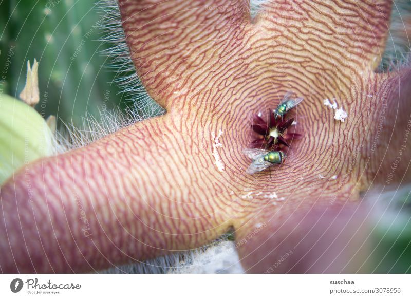 it smells like ... Starfish cactus Scavenger Carrion fly flower Disgusting flower Odor Smell sniff Malodorous Trap flower lure Flying Blowfly mimicry Eiablage