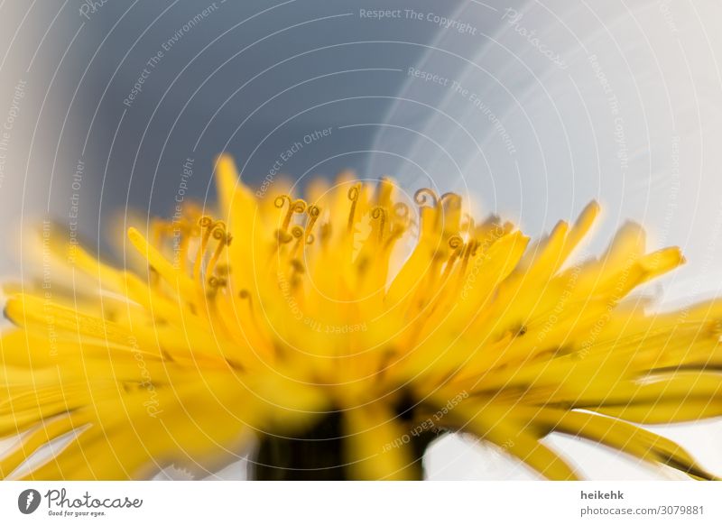 Dandelion very close Nature Summer Plant Blossom Warmth Yellow Gray White Colour photo Multicoloured Exterior shot Detail Macro (Extreme close-up) Deserted