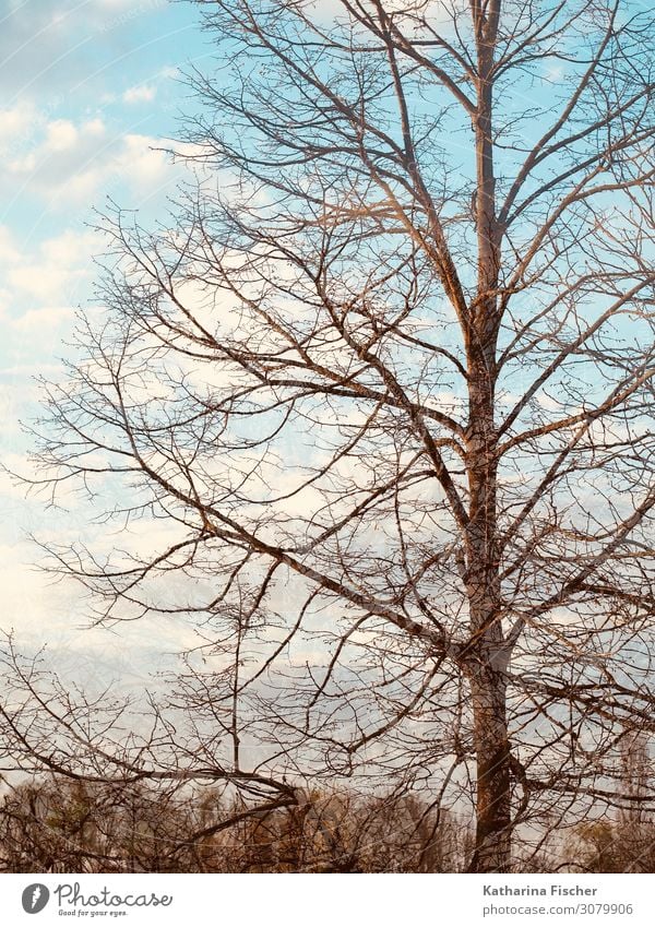 autumn winter tree double exposure Environment Nature Landscape Sky Clouds Autumn Winter Beautiful weather Tree Forest Bright Blue Brown Green Turquoise White