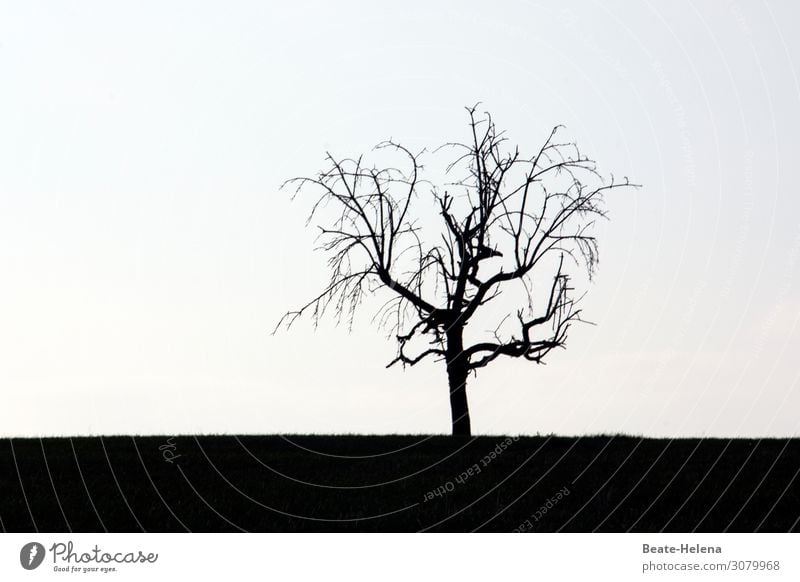 Bald tree Nature Landscape Earth Cloudless sky Beautiful weather Plant Tree Grass Field Hill Old Looking Stand To dry up Growth Esthetic Exceptional Threat Dark