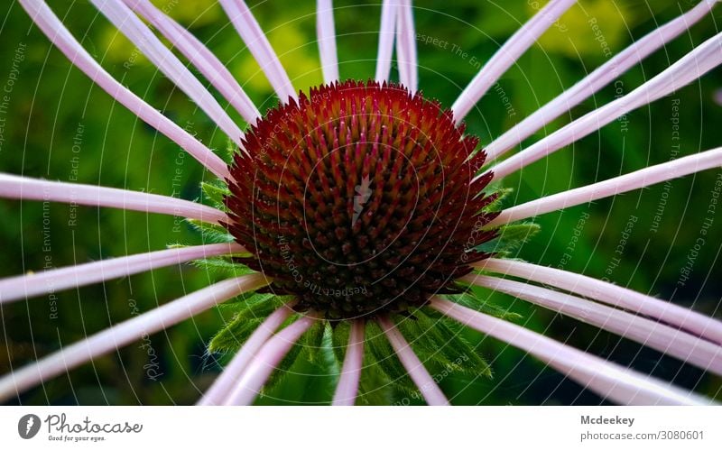 stripes Flower Stripe Pink petals Pistil nature photography Close-up Macro (Extreme close-up) unostentatious Detail Spring Blossom Summer Plant Blossoming