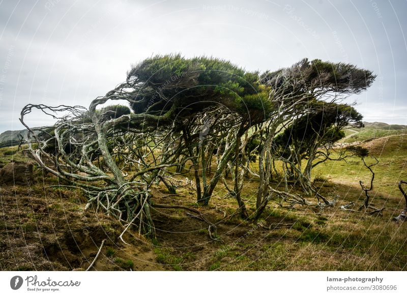 wild coast New Zealand Gale stormy tree Coast windy Wild Nature Wilderness Landscape Vacation & Travel coastal landscape Force of nature Wind shape Bend Mystic