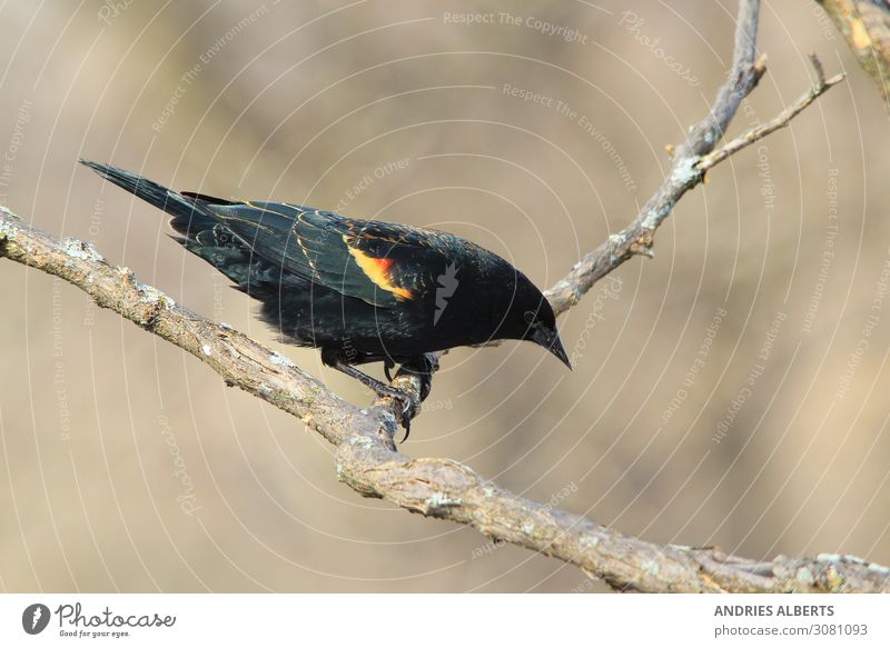 Red-wing Bird - Exotic Birds of the World Senses Relaxation Calm Vacation & Travel Tourism Trip Sightseeing Summer vacation Environment Nature Animal Sun