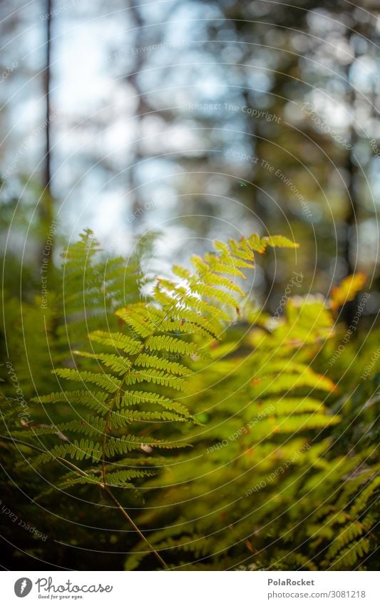 #A# Forest soil Environment Nature Landscape Plant Esthetic Fern Pteridopsida Fern leaf Woodground Clearing Glade Forest walk Saxon Switzerland Colour photo