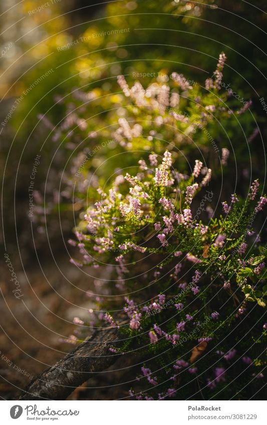 #A# Swiss carpet Environment Nature Landscape Plant Esthetic Forest Woodground Clearing Edge of the forest Glade Forest walk Heathland Heather family