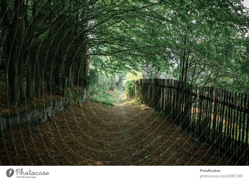 #A# Hiking trail Art Esthetic Footpath Lanes & trails Nature Fence Country life Landscape Forest Tree Green Colour photo Subdued colour Exterior shot Deserted