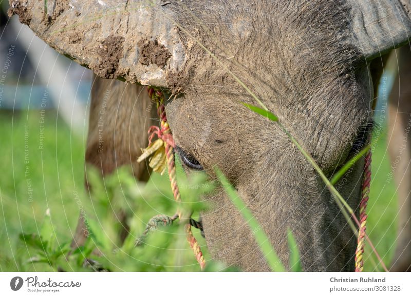 Water buffalo grazing Farm animal Animal face 1 To feed Stand Dirty Natural Strong Brown Green Power Peaceful Appetite Contentment Colour photo Exterior shot