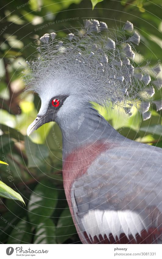 Crowned Pigeon Virgin forest Animal Wild animal Bird Zoo 1 Yellow Orange Colour photo Day