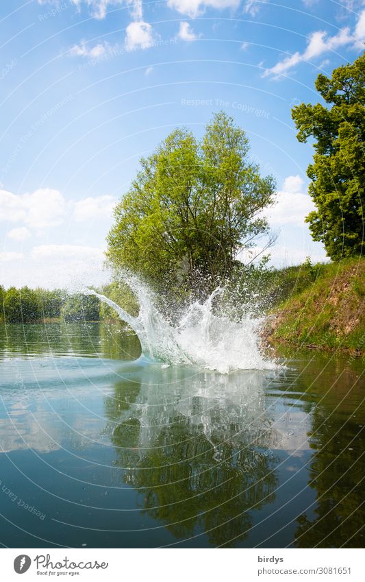 splash Swimming & Bathing Summer Nature Water Drops of water Beautiful weather Plant Tree Lakeside Splash of water Jump Authentic Uniqueness Wet Positive Blue