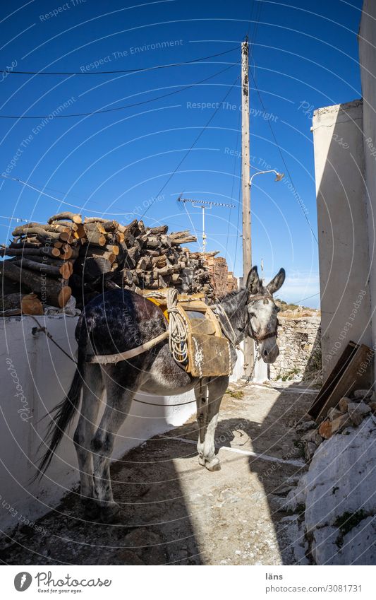 Donkey l on the road again Island Naxos Greece Village Wall (barrier) Wall (building) Transport Traffic infrastructure Lanes & trails Animal 1 Observe Stand