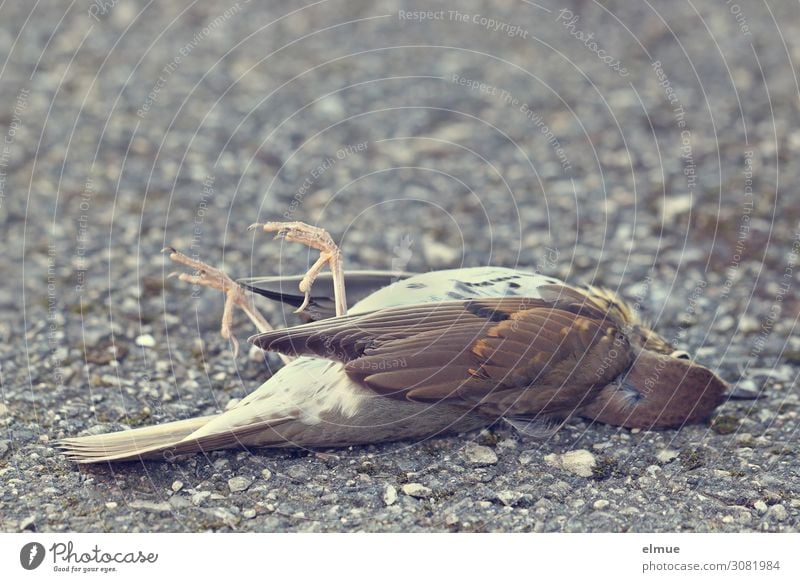 flown out Wild animal Dead animal Bird Throstle Feather Wing Claw Lie Small Love of animals Grief Death Fear of the future End Threat Nature Sadness