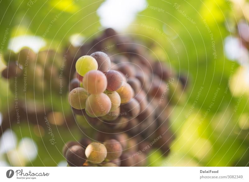 Vineyard and grape in the natural place Fruit Summer Garden Nature Landscape Plant Autumn Rain Leaf Drop Growth Fresh Blue Green Red Colour agriculture