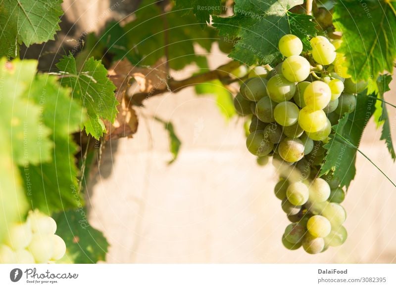 Vineyards at sunset. Ripe grapes in fall. Fruit Summer Sun Nature Landscape Autumn Growth Fresh Blue Green Red Tradition agriculture background bunch