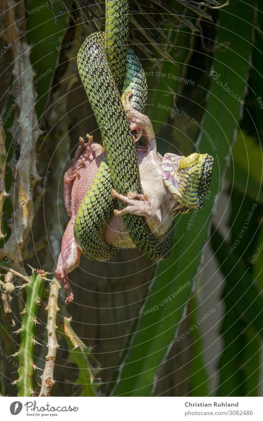 Jewelry tree snake (Chrysopelea paradisi) Animal Plant Cactus Snake Frog Paw 2 To feed Exotic Natural Yellow Green Fear of death Effort Resolve Contentment