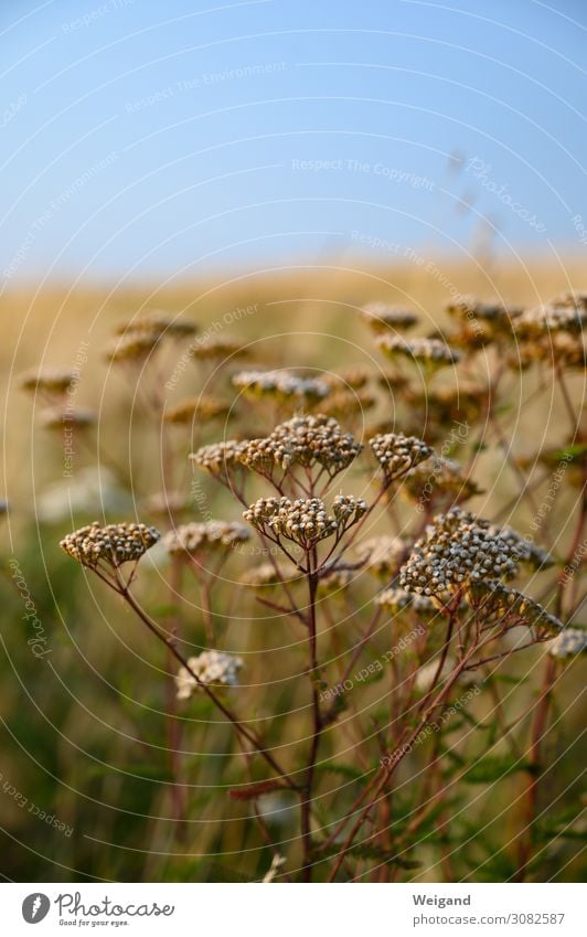 summer Nature Landscape Plant Elements Wait Elegant Brown Acceptance Trust Safety Peaceful Goodness Mysterious Dry Summer Meadow Common Yarrow Evening