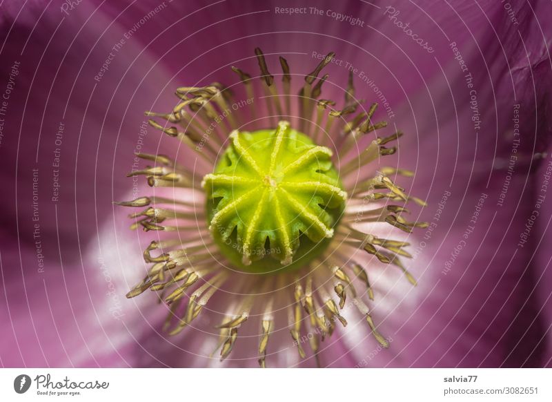 poppy blossom Environment Nature Plant Summer Flower Blossom Poppy blossom Poppy capsule Garden Blossoming Fragrance Colour photo Detail