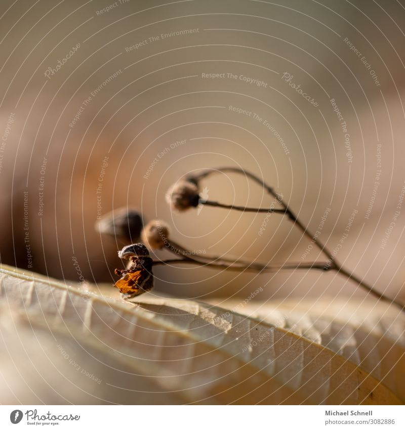 Dried fruit of the lime tree Environment Nature Plant Tree Lime tree Fruit Natural Brown Transience Limp Dry Colour photo Subdued colour Close-up