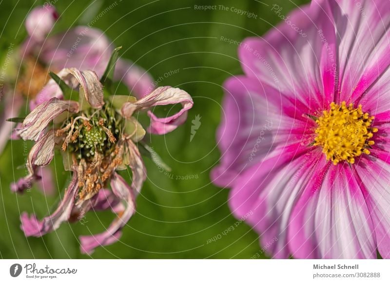 OPPOSITE Environment Nature Plant Blossom Natural Green Pink Transience Lose Converse Limp Colour photo Multicoloured Exterior shot Close-up Deserted