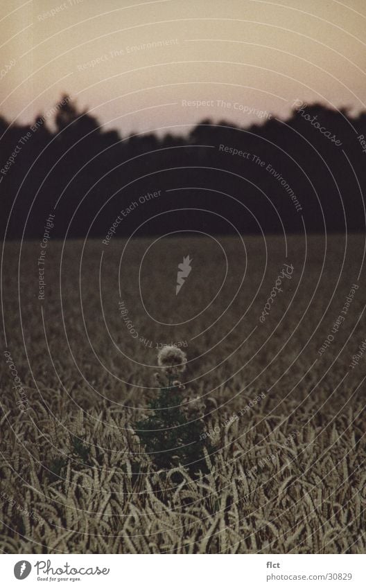 The thistle Field Thistle Cornfield Moody Evening