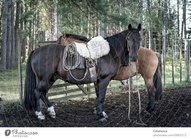 La Oscura, the horse of the gaucho waits patiently for his rider Ride Gaucho Nature Plant Animal Summer Tree Grass Eucalyptus tree Willow tree Farm animal Horse