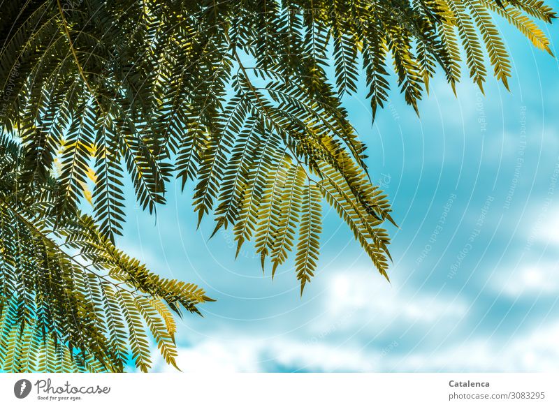 Finely feathered the leaves of jacaranda stand out against the sky Nature Plant Sky Clouds Summer Beautiful weather Tree Leaf Jacaranda Bignoniaceae Garden